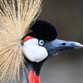 Grey Crowned Crane, Lake Baringo National Park, Kenya
